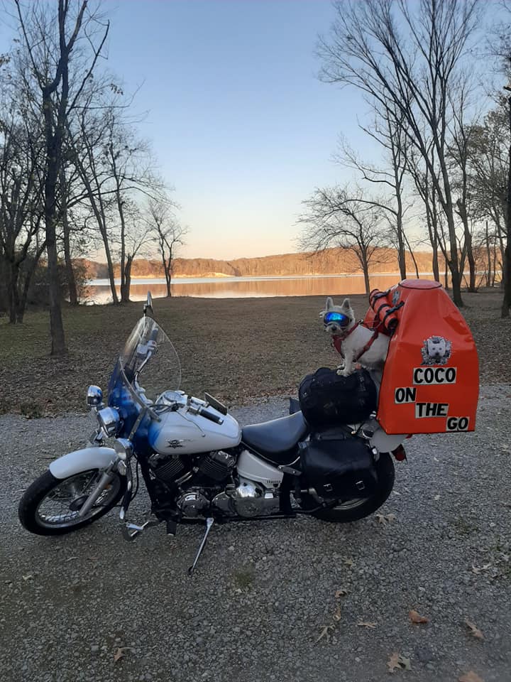 Rear Mounted Motorcycle Dog Carrier