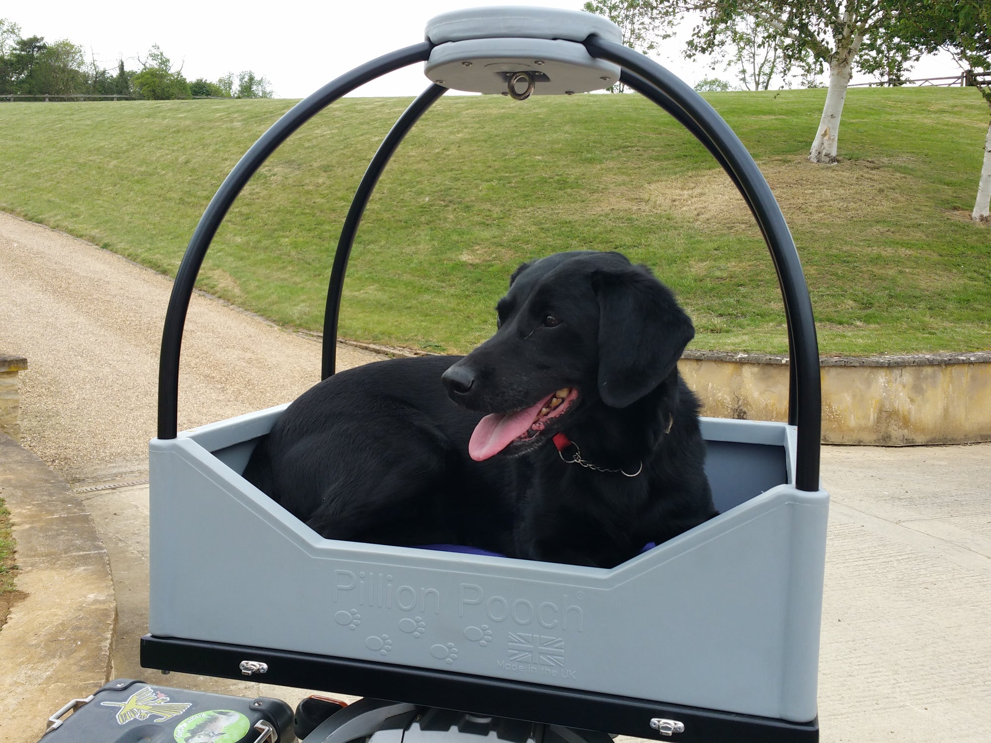 Pillion Pooch Motorcycle Dog Carrier frame without the cover and a Labrador comfortably sitting inside. Photo from Nikki of her dog Ellie from the UK